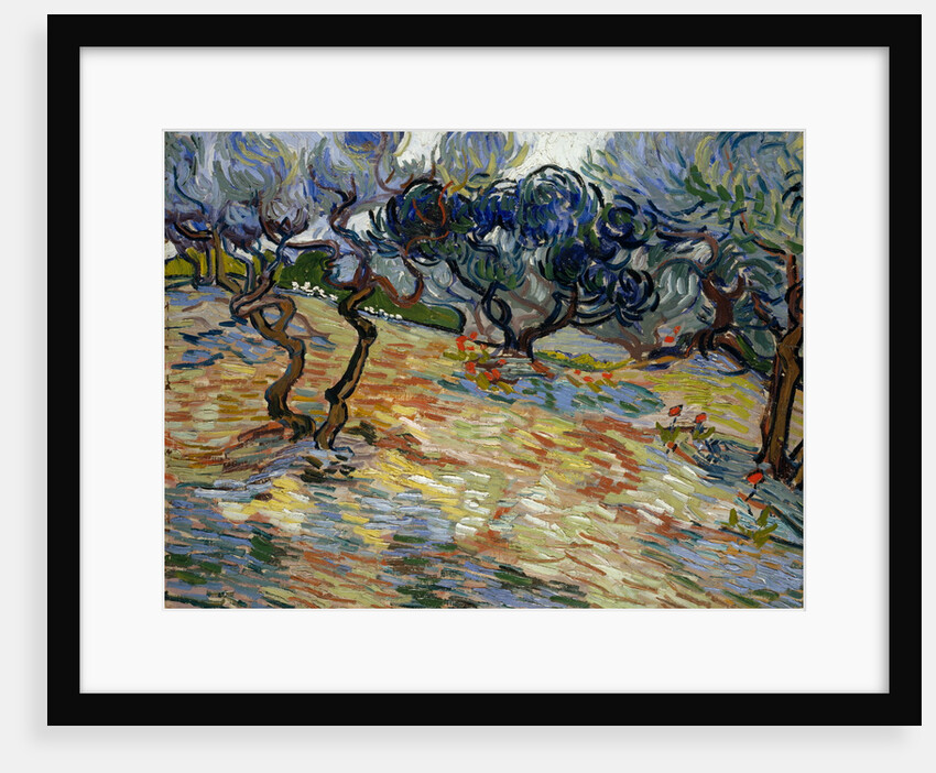 Olive Trees by Vincent Van Gogh